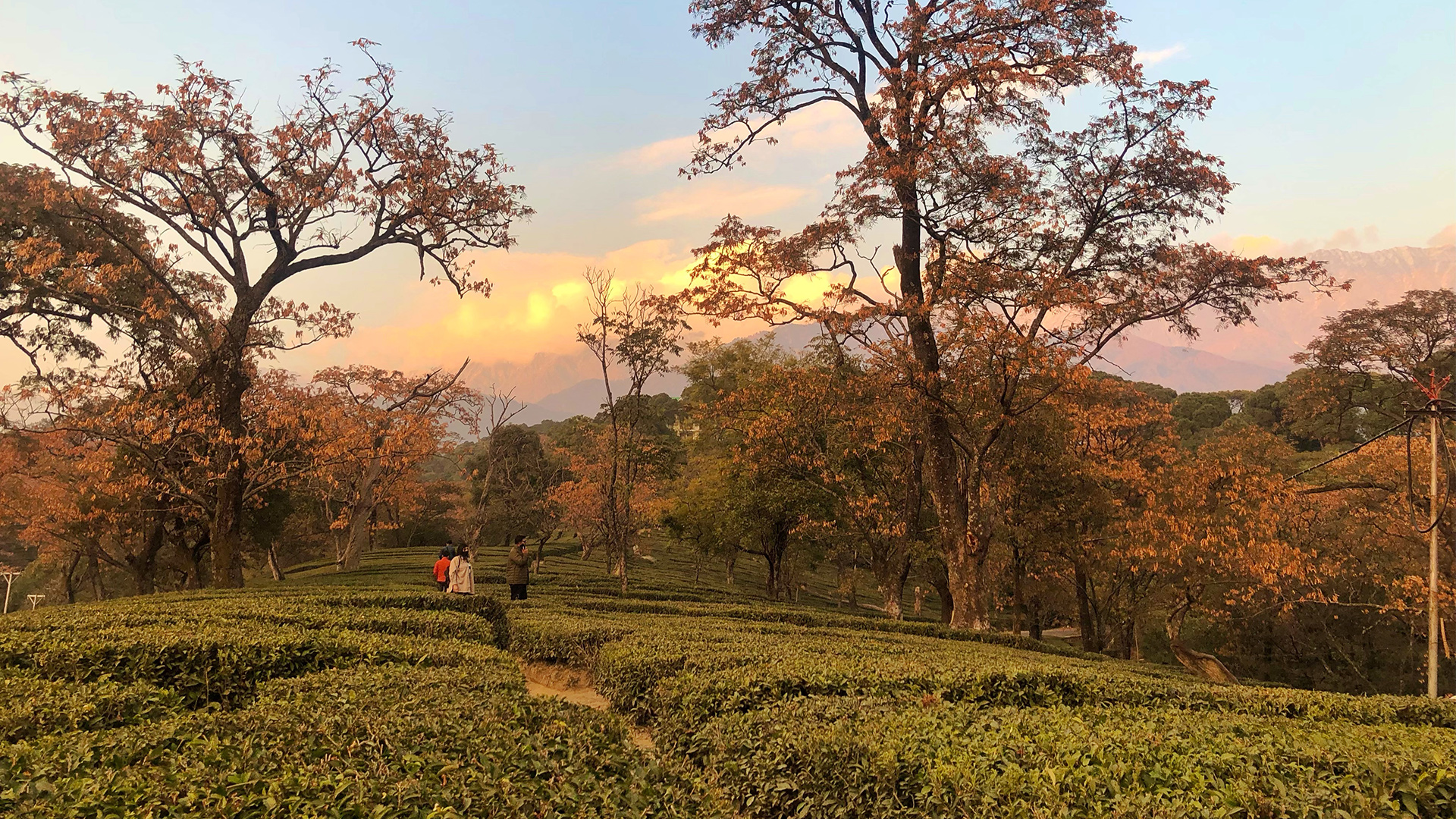 TEA-GARDENS