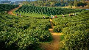 Tea Gardens Palampur